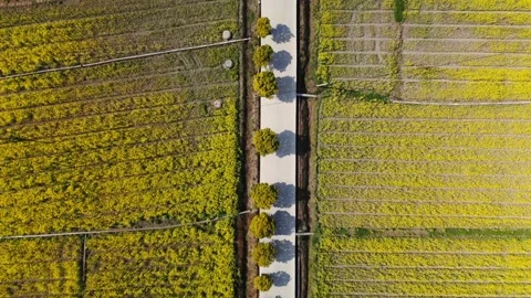 Aerial View of Golden Rapeseed Fields and Rice Paddies in Dali, Yunnan, China Stock Footage 329843693