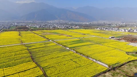 Aerial View of Golden Rapeseed Fields and Rice Paddies in Dali, Yunnan, China Video stock 329898186
