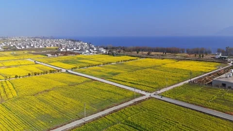 Aerial View of Golden Rapeseed Fields and Rice Paddies in Dali, Yunnan, China Stock Footage 329900375