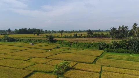 Aerial View, Golden Rice Fields During Lombok Farmland Harvest Season Stock Footage 341045611