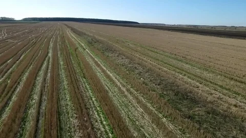 Aerial view of golden wheat field. Footage. Aerial view of cereals. Region Stock Footage
