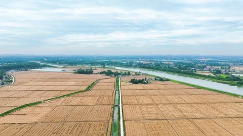 Aerial view of golden wheat fields during harvest season in rural countryside Stock Footage 347056676