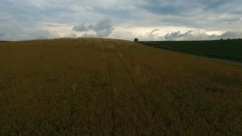 Aerial view of a grain field Stock Footage 89852702