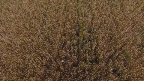 Aerial view grain field Stock-Footage 89852716
