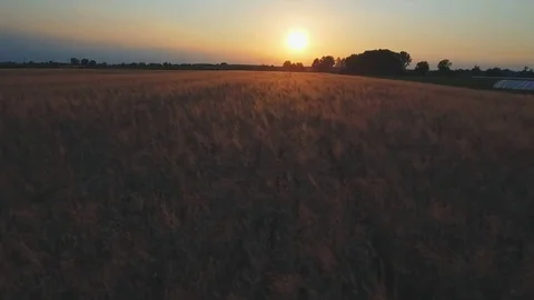 Aerial view grain fields Stock Footage 76833623