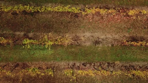 Aerial view of a grape field Stock Footage 120366650