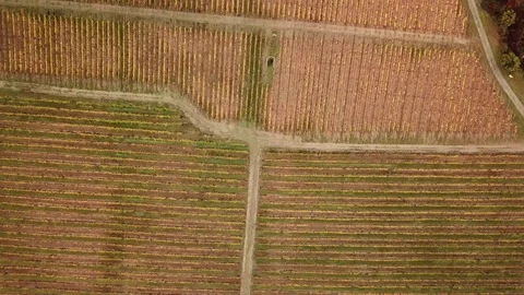 Aerial view of a grape field Stock Footage 120418001