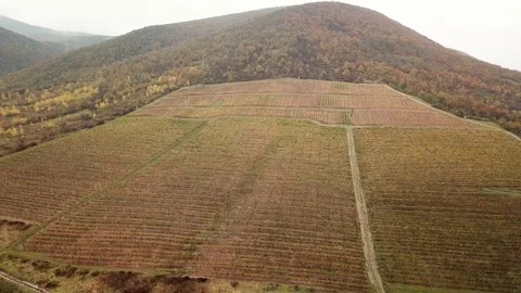 Aerial view of a grape field Stock-Footage 120418155