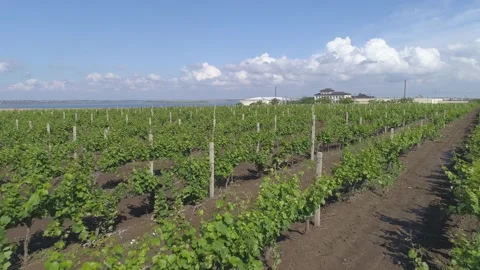 Aerial view. Grape field, Vineyard Rows. Vineyard plantation. Stock Footage 133499911