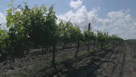 Aerial view. Grape field, Vineyard Rows. Vineyard plantation. Stock Footage 133533490