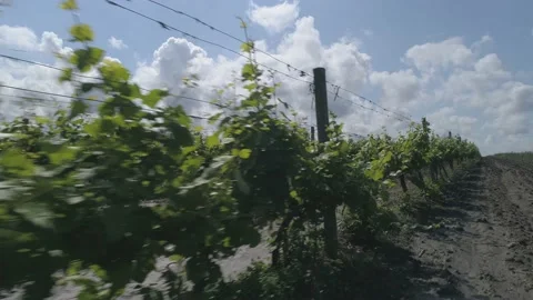 Aerial view. Grape field, Vineyard Rows. Vineyard plantation. Stock Footage 133533792