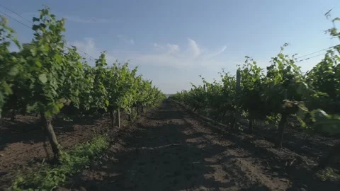 Aerial view. Grape field, Vineyard Rows. Vineyard plantation. Video stock 133536104