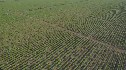 Aerial view. Grape field, Vineyard Rows. Vineyard plantation. Stock-Footage 133549986