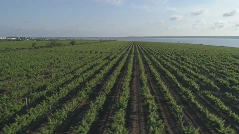Aerial view. Grape field, Vineyard Rows. Vineyard plantation. Moving sideward Stock Footage 133551203