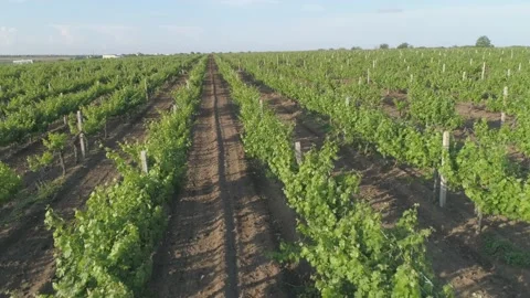 Aerial view. Grape field, Vineyard Rows. Vineyard plantation. Video stock 133551226