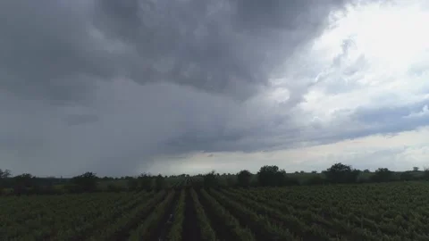 Aerial view. Grape field, Vineyard Rows after rain. Vineyard plantation. Stock Footage 133559996