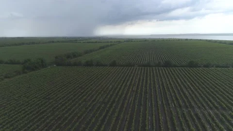 Aerial view. Grape field, Vineyard Rows after rain. Vineyard plantation. Stock-Footage 133560951