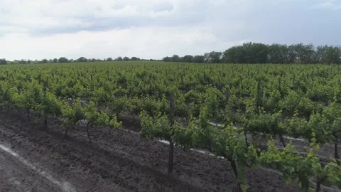 Aerial view. Grape field, Vineyard Rows. Vineyard plantation. Stock Footage 133560955