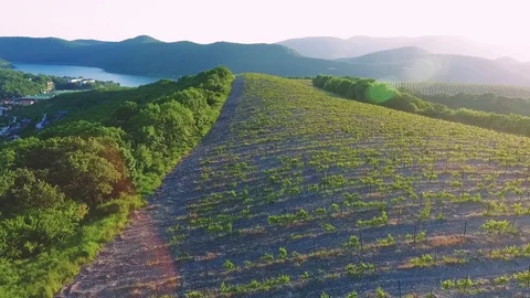 Aerial view of the grape trees garden Stock-Footage 77560765