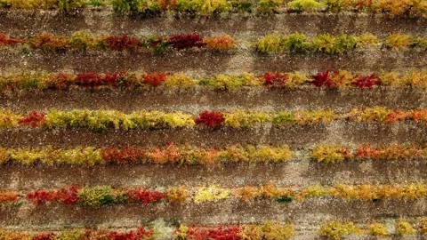 Aerial view of grape trees planted in a certain order with a drone in the fall Stock Footage 331349268