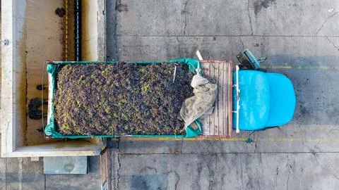 Aerial view of grape unloading: Top down drone shot of truck and machinery .. Stock Photos