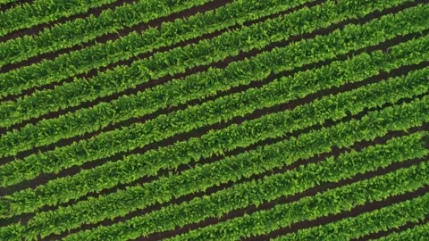 Aerial view of a grape vineyard. Stock Footage 280210526