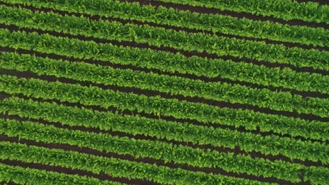 Aerial view of a grape vineyard. Stock Footage 280210775