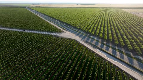 Aerial view of grape vineyards ATV driving on road California Stock Footage 303043371