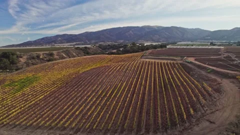Aerial View Of Grape Wine Vineyards In The Countryside Stock Footage 220635356