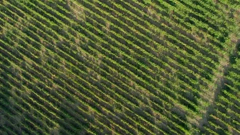 Aerial View of grapes fields on Greece. Stock Footage 345226038