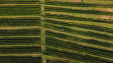 Aerial view of a Grapevine field with a moving tractor Stock Footage 146876156