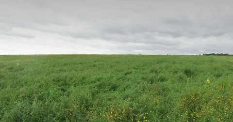 Aerial view on grass field Stock Footage 71667099