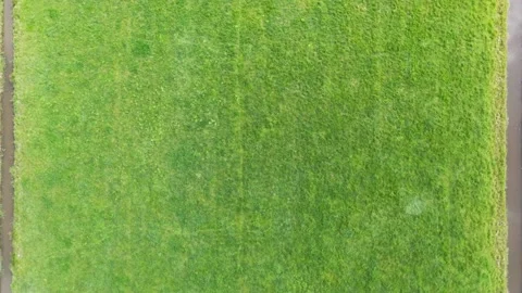 Aerial view of a grass field Stock Footage 152946030