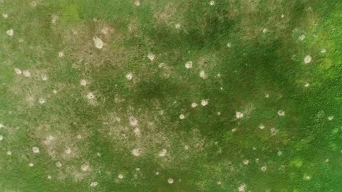 Aerial view of grassland Vidéo 138999517