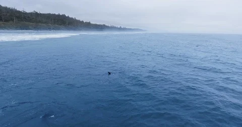 Aerial view of gray whale with fin Ruby Beach, Olympic National Park, Washington Video stock 123824524