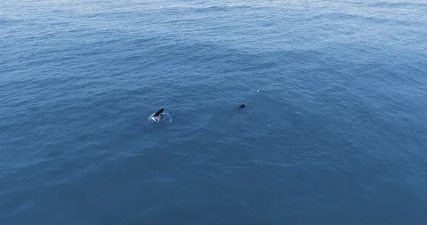 Aerial view of gray whale at Ruby Beach, Olympic National Park, Washington, USA Stock Footage 123817797