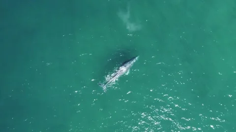 Aerial View of Gray Whale Surfacing for Air in Baja California Sur, Mexico Stock Footage 341323599