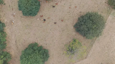 Aerial view of grazing cattle scattered among green trees 库存影片 342662038