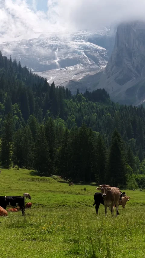 Aerial view of grazing cows in an alpine meadow with a glacier background Video stock 317952537