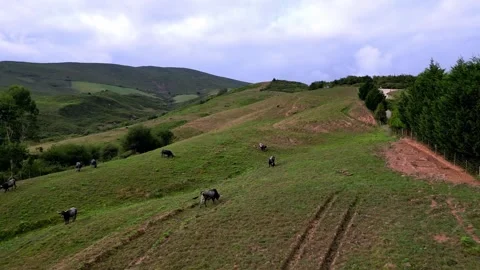 Aerial view of grazing cows Stock Footage 293313671
