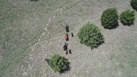 Aerial view of grazing cows in the steppes of Oman. Stock-Footage 116336590