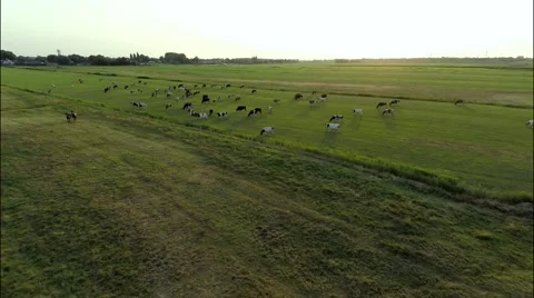 Aerial view of grazing cows with sunset Stock Footage 60677112
