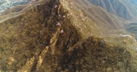 Aerial view of Great Wall with flower in China Stock Footage 92396907