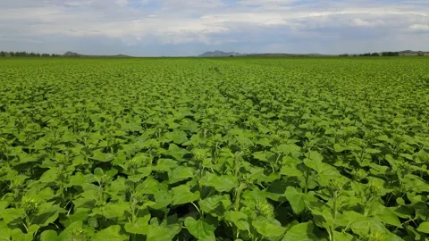 Aerial View of Green Agricultural field of sunflower buds Stock Footage 157444498