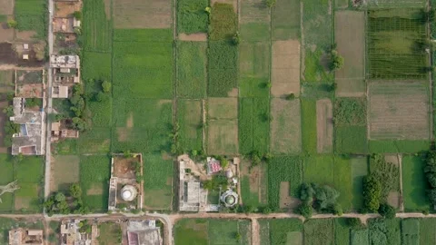 Aerial view of green agricultural fields in Okara, Pakistan. Stock Footage 345408322