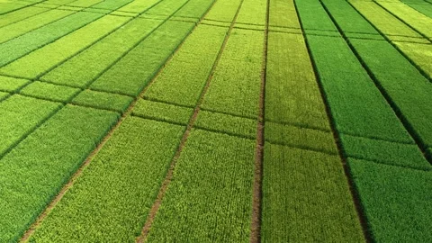 Aerial view of green agricultural grain experimental fields Stock Footage 329938853