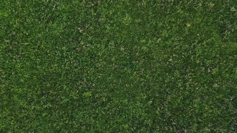 Aerial view of green and dark meadow grass background Stock Footage 211432248