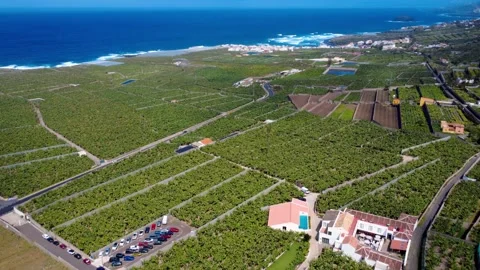 Aerial View of Green Banana Fields and the Coast Near Los Silos Tenerife Stock Footage 344851348