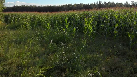 Aerial view of green corn crops field from drone Stock Footage 137983256
