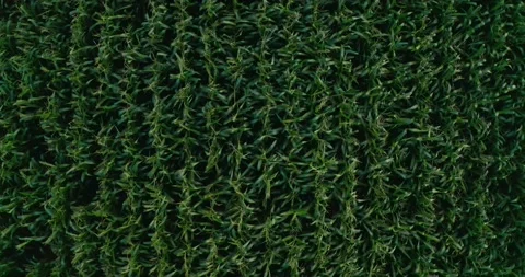 Aerial view of green corn crops field from drone pov, top view Vídeo Stock 138539682